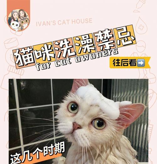 小猫多久可以洗澡（探讨宠物猫的洗澡频率及注意事项）