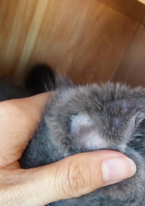 宠物小猫耳朵前面快秃了原因及解决方法（探究小猫耳朵快秃的原因以及如何正确护理它们）