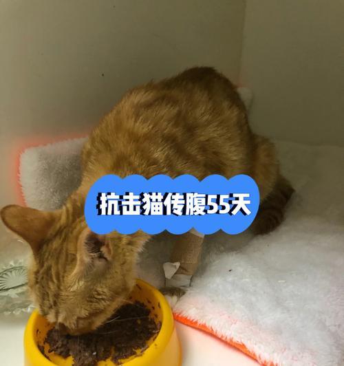 如何为小猫发烧打针（宠物养护知识）