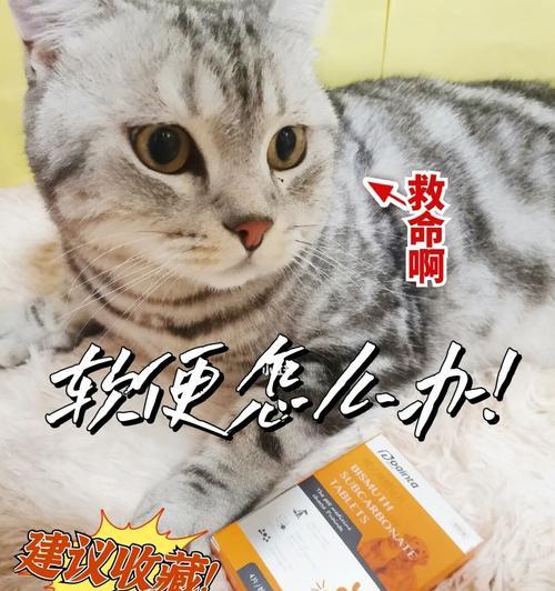 小猫腹泻喝什么药（宠物护理必读）