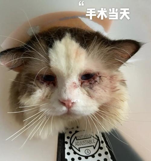 小猫的眼睛有问题，该怎么办（宠物眼疾问题解决方案）