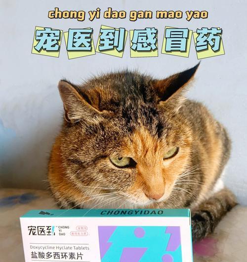 小猫感冒如何治疗（宠物药物治疗的注意事项）