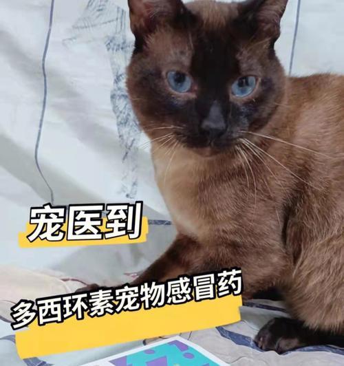 小猫感冒如何治疗（宠物药物治疗的注意事项）