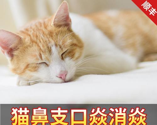 如何帮助宠物猫摆脱长期感冒（小猫的身体状况）