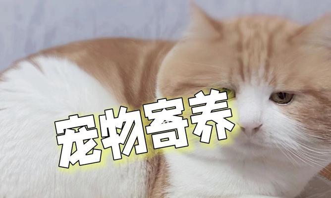 新手养猫指南——小猫回家后如何照顾（了解猫咪基本需求）