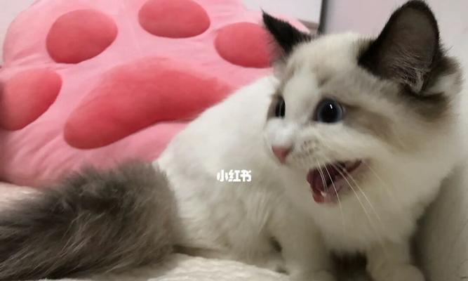 新手养猫指南——小猫回家后如何照顾（了解猫咪基本需求）