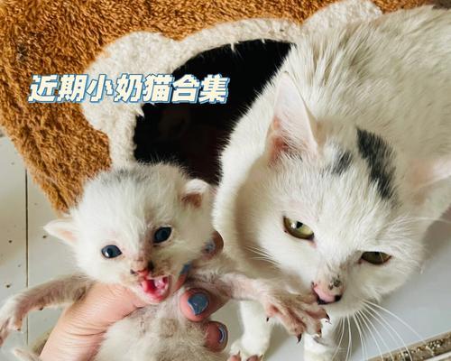 如何让宠物小猫正确喝奶粉（从喂养时间到奶粉配方）