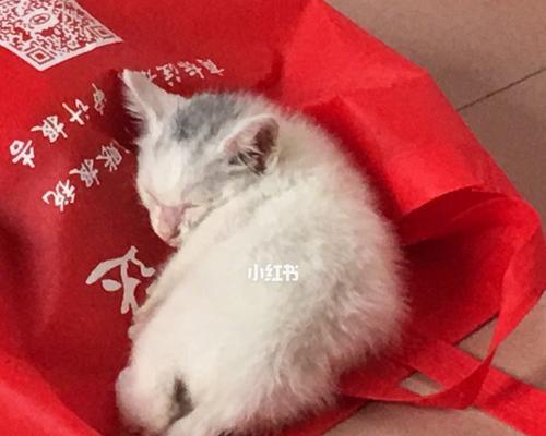 小猫不敢进猫砂盆的原因（宠物猫的生理和心理需求与训练方法）