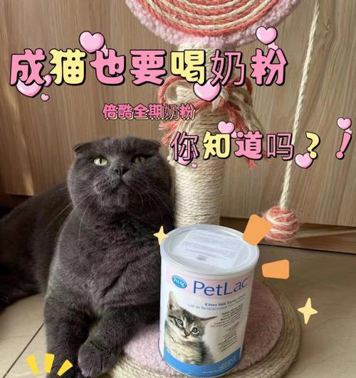 如何为宠物小猫冲泡奶粉（一步步教你正确喂养小猫）