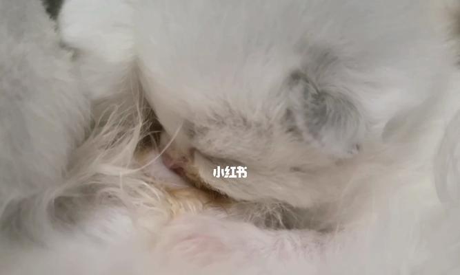 小猫喝奶，为什么会大便（探究小猫喝奶与大便的关系）