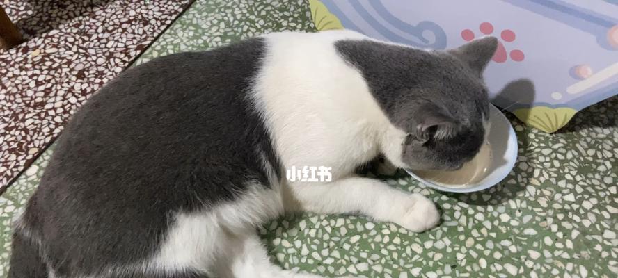 宠物小猫喝牛奶不拉肚子的秘诀（健康喂养）