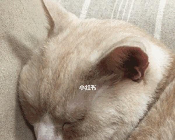 猫咪喝葡萄糖水（探究猫咪喝葡萄糖水的优缺点及影响）