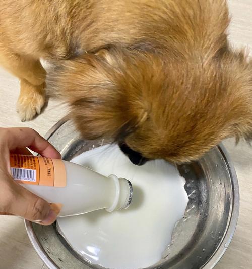 小猫喝酸奶吐了，原因竟是这样（宠物的饮食需求与注意事项）