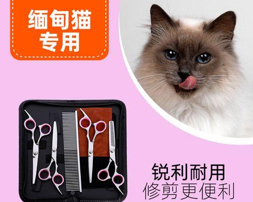 宠物小猫怀孕多久能看出来（了解小猫怀孕期）