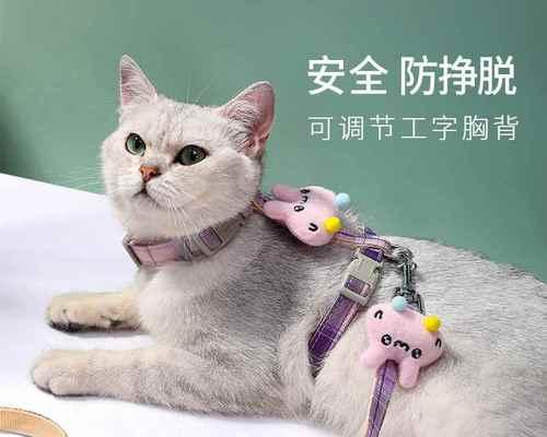 小猫怀孕，宠物家长需知的注意事项（孕期饮食、运动、疾病等全方位指南）