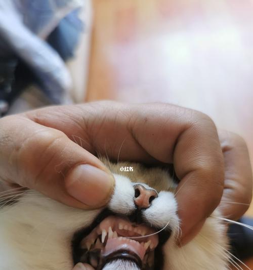 宠物猫换牙期饮食指南（宠爱小猫）