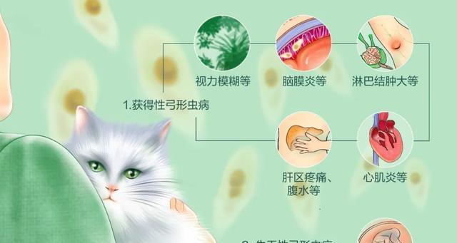 宠物小猫是否会感染弓形虫（了解弓形虫对小猫的影响与预防措施）