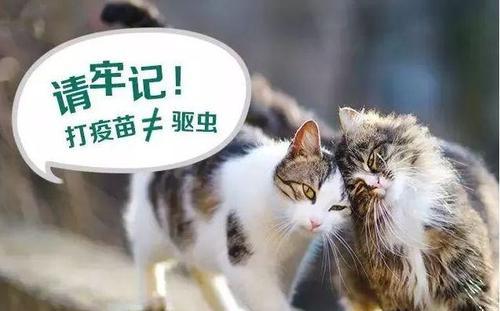 小猫几个月可以除虫（宠物健康必备）