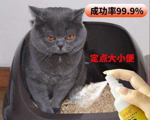 宠物健康必备——从小猫的大便看养宠之道（探秘小猫的大便健康标准）