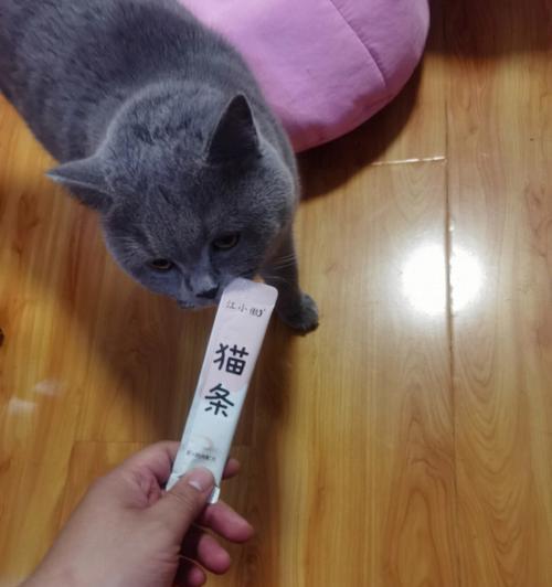 小猫可以吃蛋白粉吗（探究小猫蛋白粉的营养价值和食用方法）