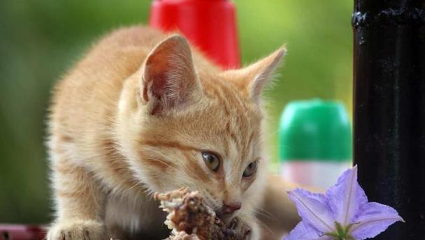 宠物小猫的饮食之谜（鱼不再是唯一选择）