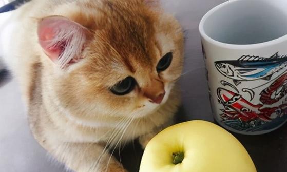 小猫的饮食指南（如何给宠物小猫提供最佳的营养和美味）