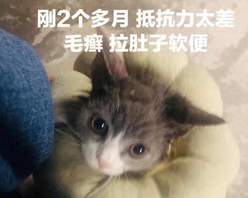 如何正确处理小猫拉肚子问题（探讨小猫拉肚子的原因及如何饲养）