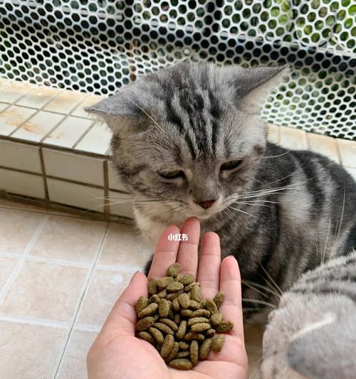 小猫拉肚子，怎样调理饮食（喂什么吃）