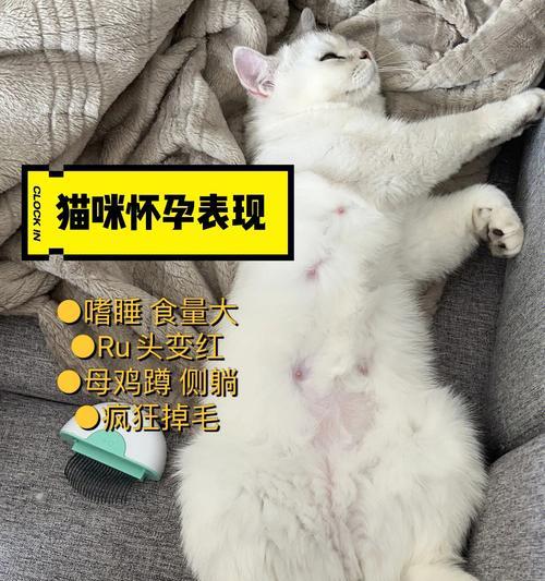 宠物猫拉不出便便的原因及解决方法（小猫便秘怎么办）