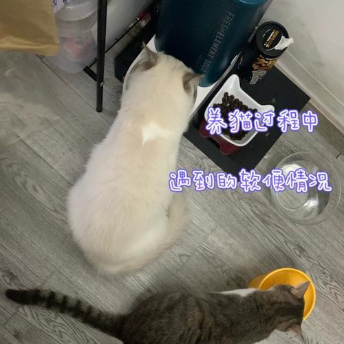 宠物小猫拉稀7天该如何处理（详解宠物小猫拉稀的原因）