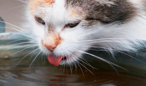 小猫拉稀怎么办（宠物饮水需求大）