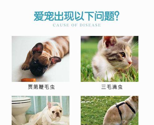 小猫拉稀怎么办（宠物猫的拉稀饮食调理方法分享）