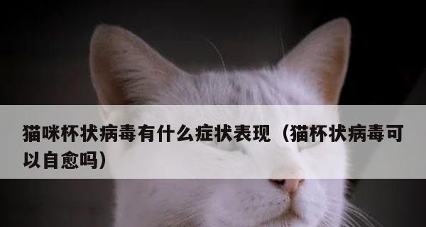 宠物猫拉稀呕吐发烧，这些方法帮你应对（宠物护理必备）