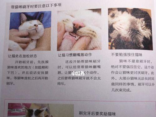 小猫猫的护理指南（如何给你的宠物小猫猫提供最好的照顾）