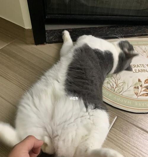 猫咪肠胃问题及解决方法（如何帮助宠物猫咪解决肠胃问题）