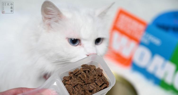 宠物小猫每顿饭吃多少颗猫粮最适合（探究宠物小猫饮食习惯及猫粮的种类与数量选择）