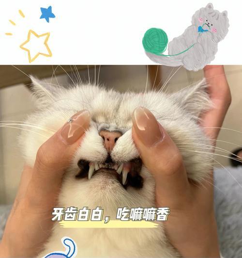 小猫门牙何时换——解读猫咪生长变化（猫咪口腔的成长旅程与门牙换牙）