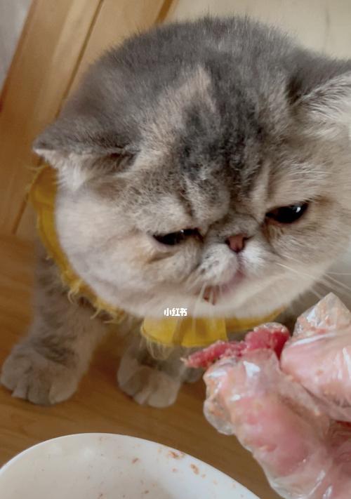 猫为什么不能以米饭为主食（从宠物健康角度出发）