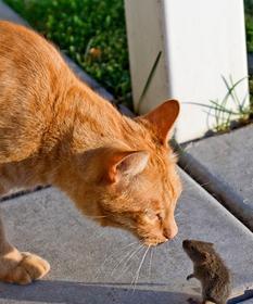 宠物猫为什么不抓老鼠（探究猫咪捕鼠本能的变迁与宠物化趋势）