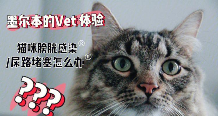 猫咪的尿道结石——如何预防和治疗（了解尿道结石的成因和症状）