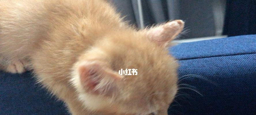 猫咪为何突然不呼噜了（探究猫咪不呼噜的原因及对应解决方法）