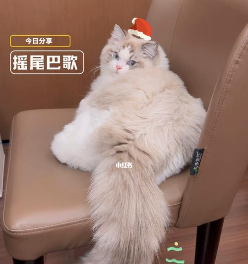 揭秘猫尾巴的奥秘（探究猫尾巴在宠物生活中的重要作用）