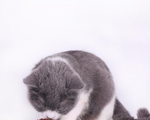 探寻猫咪口味，让宠物更健康（探寻猫咪口味）