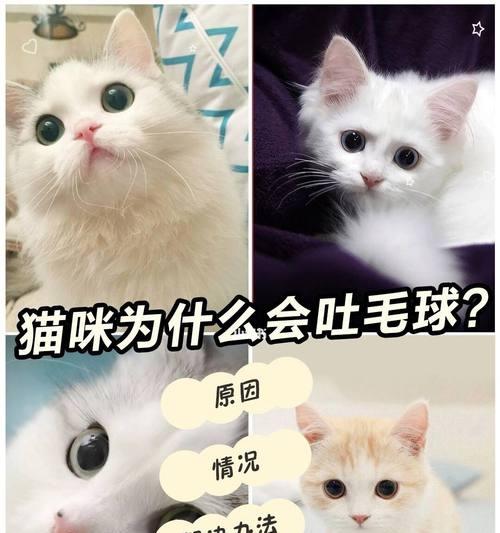 猫咪常吐毛（宠物猫的毛发护理小技巧）