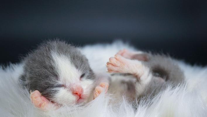 猫疫苗失效的原因及预防方法（宠物猫免疫计划的重要性和注意事项）