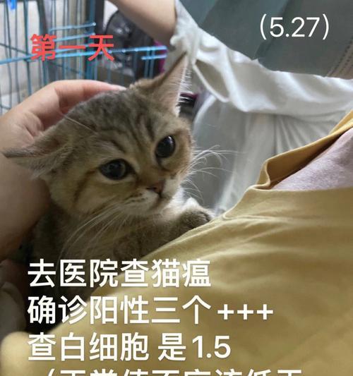 猫咪白细胞低的原因及治疗方法（了解宠物猫咪身体免疫系统的重要性）