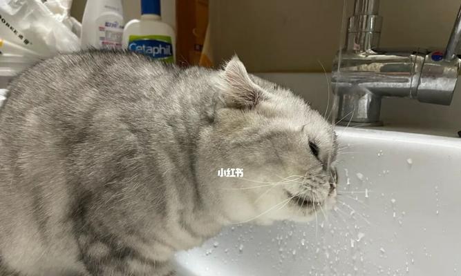 猫咪不吃东西不喝水怎么办（宠物的饮食和饮水需求是什么）