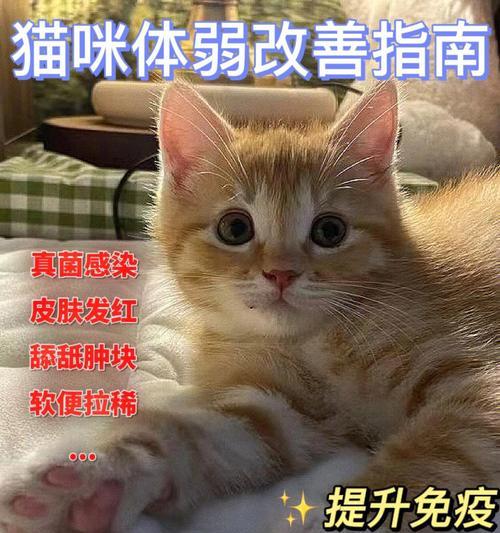 宠物猫肠道不好怎么办（掌握宠物猫肠道保健技巧）