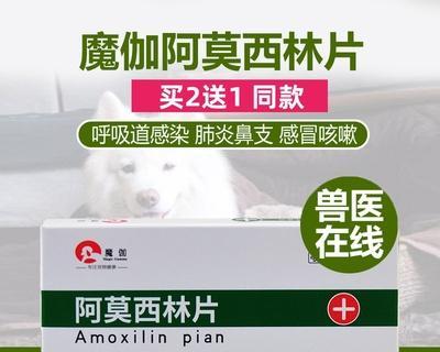 猫咪肠胃不适，该吃什么消炎药（针对不同病情选择合适的消炎药）