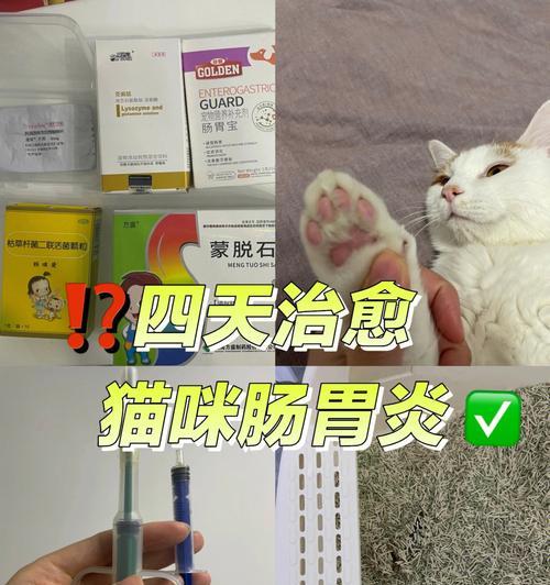 如何治疗猫咪肠炎（掌握这些药物）